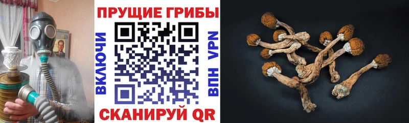 Галлюциногенные грибы Cubensis  Стрежевой 